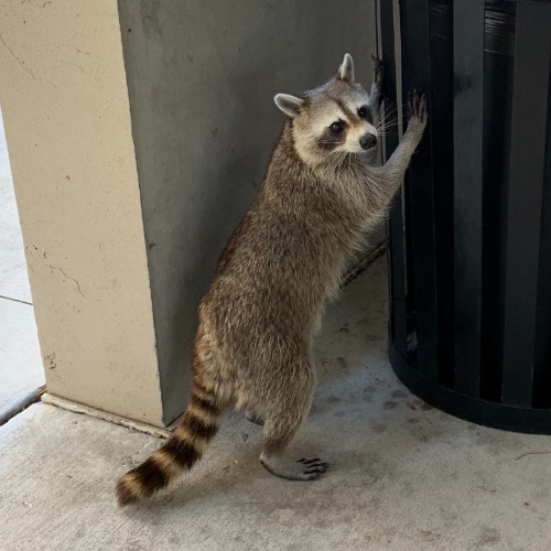 Rocket the raccoon standing at a trash can